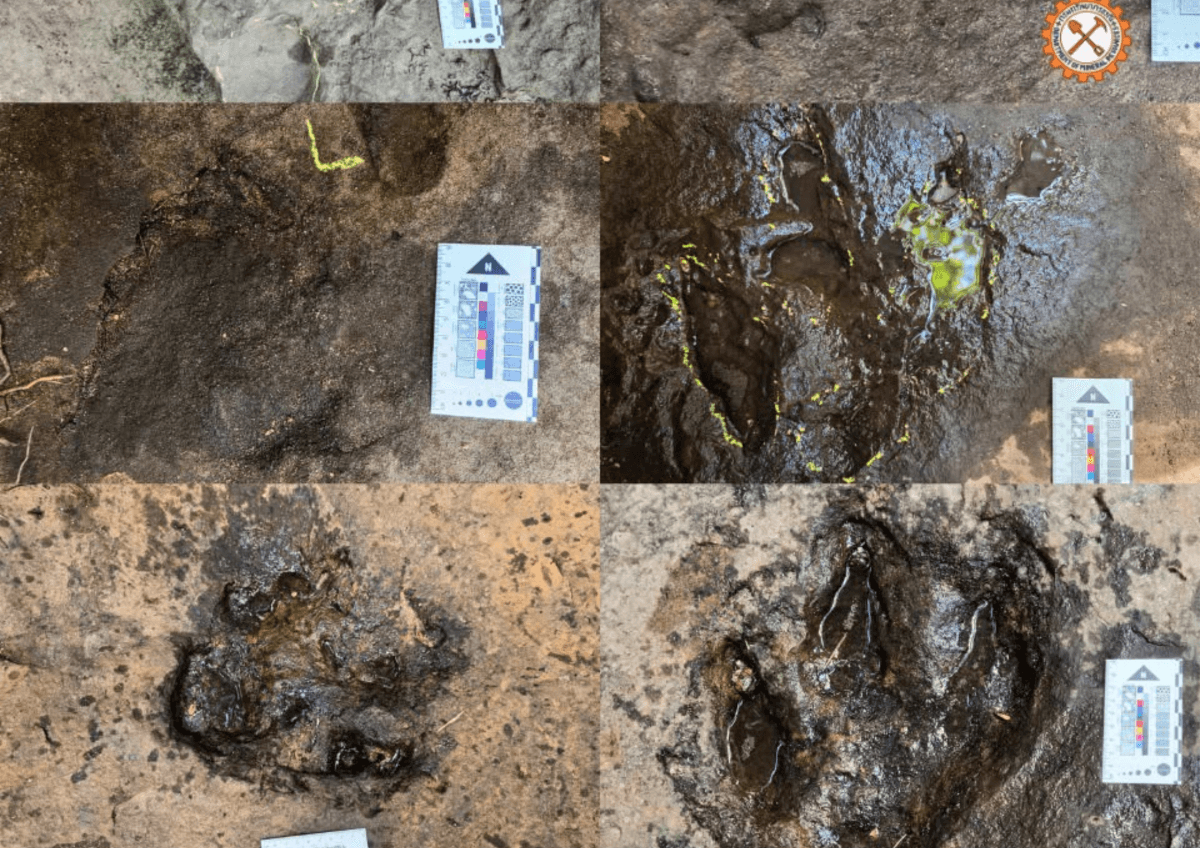Pegadas de dinossauro de 120 milhões de anos são confirmadas na Tailândia